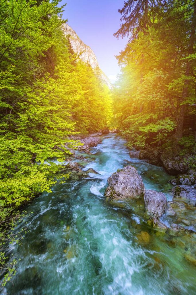 summer landscape with a stream and forest