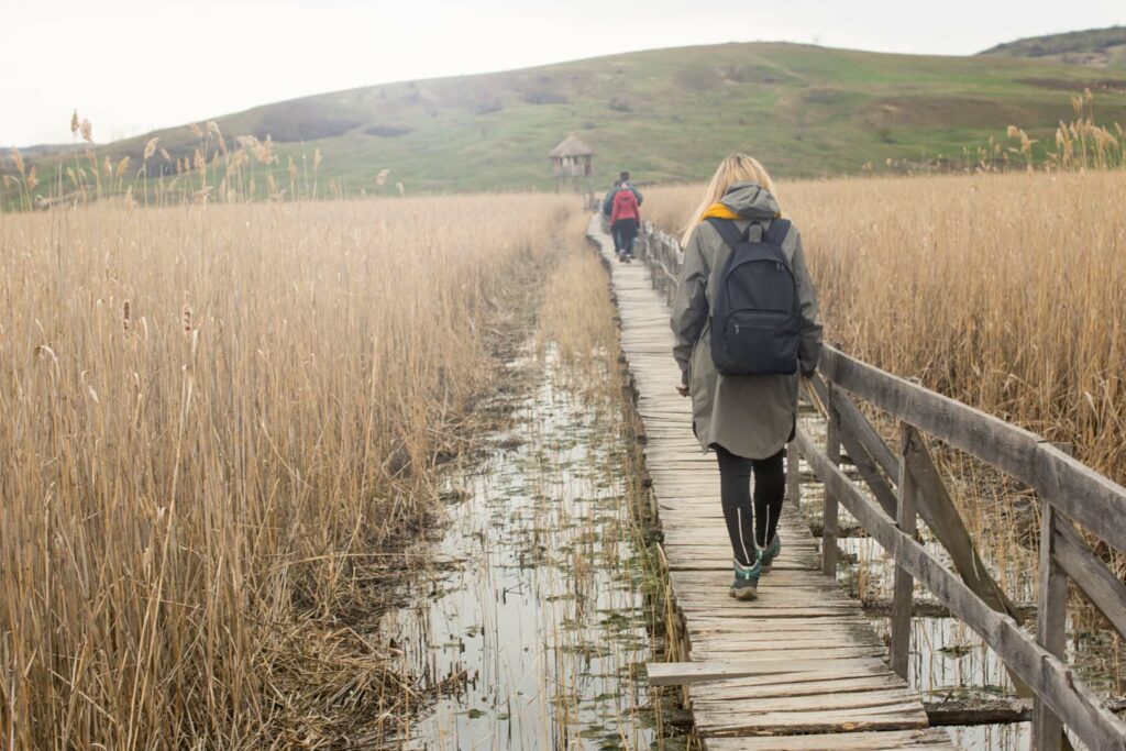 Group of friends on a hike, walking in the reeds